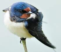 Barn Swallow