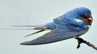 Barn Swallow