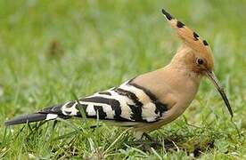 Eurasian Hoopoe