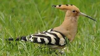 Eurasian Hoopoe