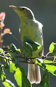 Melodious Warbler