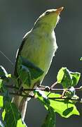 Melodious Warbler