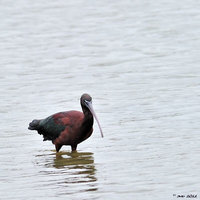 Ibis falcinelle