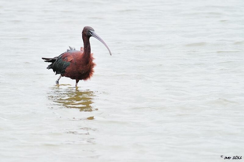 Ibis falcinelleadulte