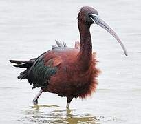 Glossy Ibis