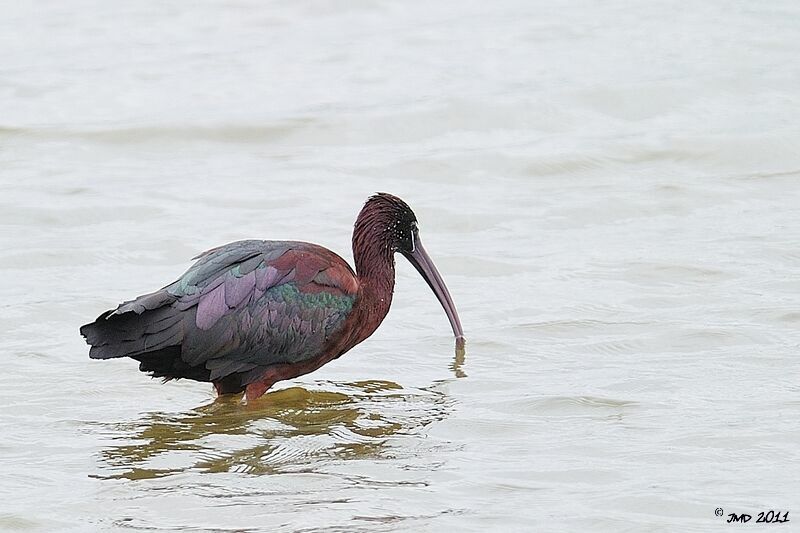 Ibis falcinelle