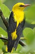 Eurasian Golden Oriole