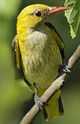 Eurasian Golden Oriole