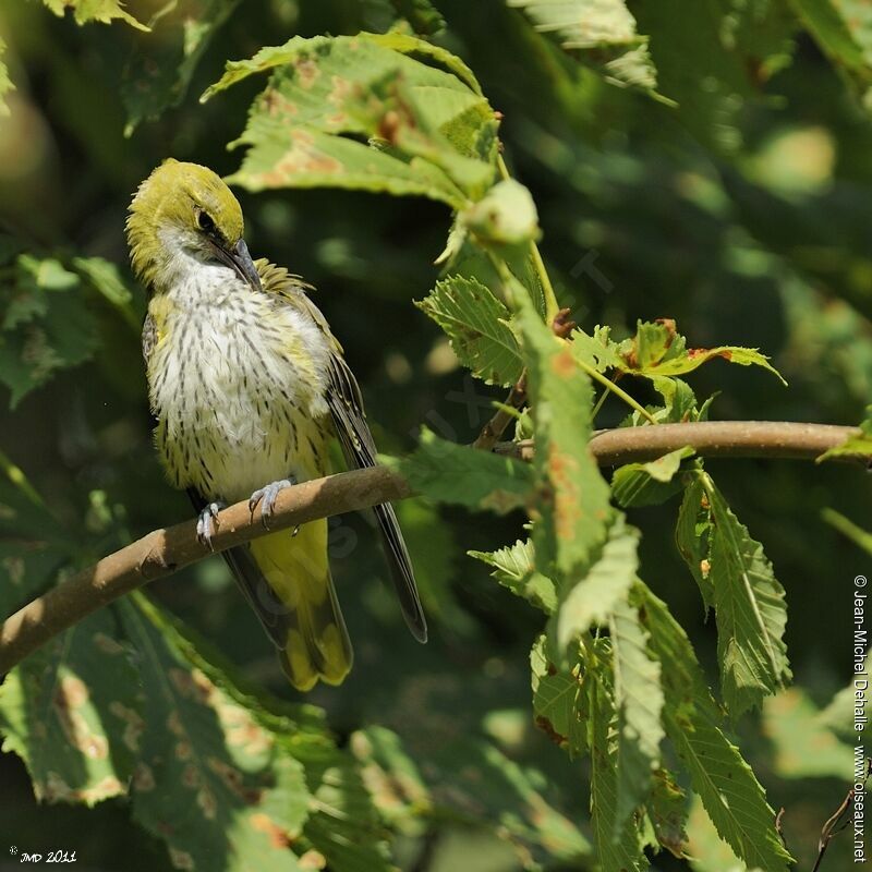 Eurasian Golden OrioleFirst year