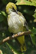 Eurasian Golden Oriole