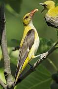 Eurasian Golden Oriole