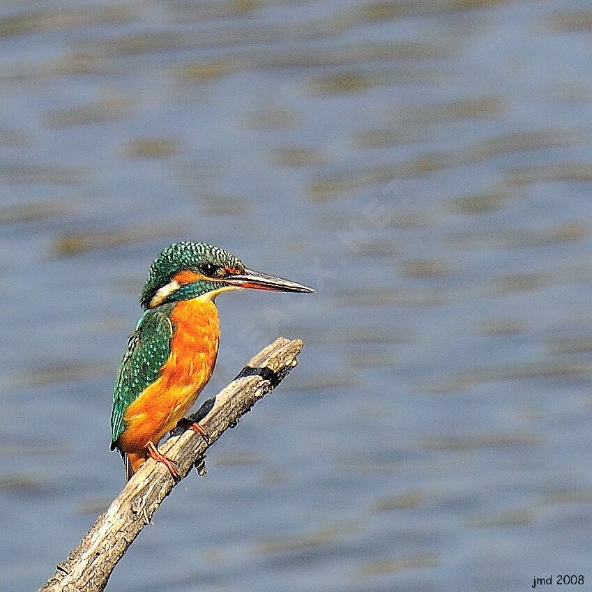 Common Kingfisher female adult