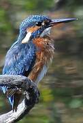 Common Kingfisher