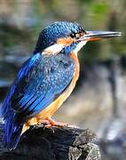 Common Kingfisher