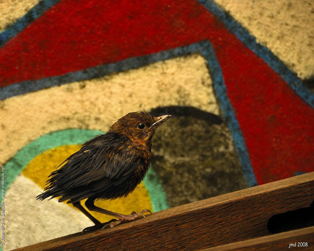 Common BlackbirdFirst year