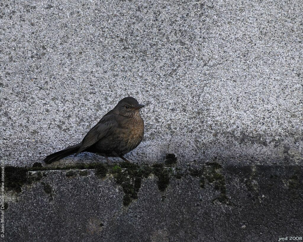 Common Blackbird female adult