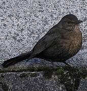 Common Blackbird