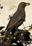 Common Blackbird