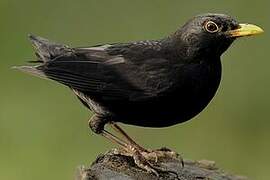 Common Blackbird