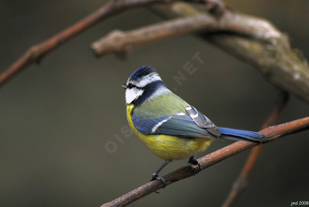 Mésange bleueadulte