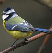 Eurasian Blue Tit