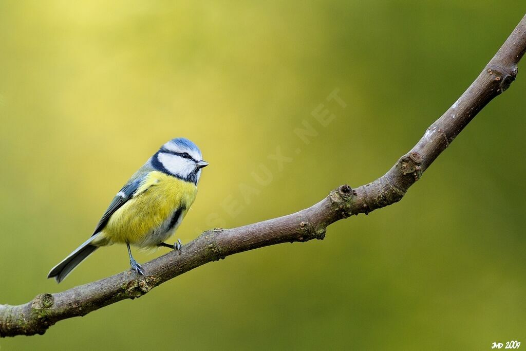 Mésange bleue