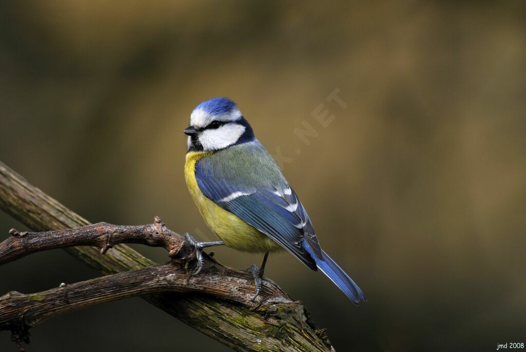 Mésange bleueadulte