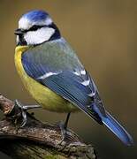 Eurasian Blue Tit