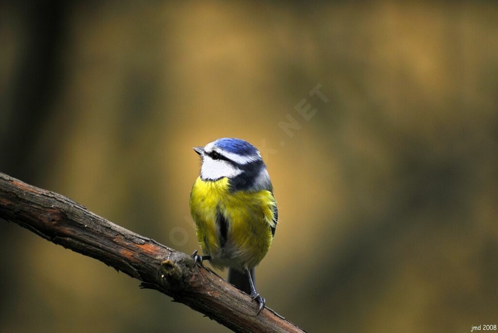 Eurasian Blue Titadult