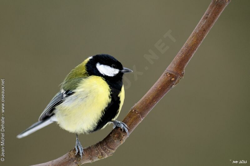 Great Tit