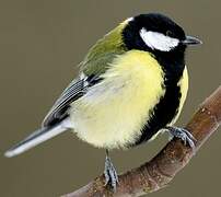 Great Tit