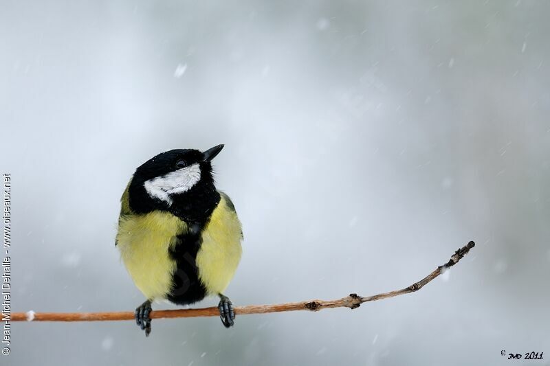 Mésange charbonnière