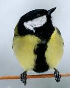 Great Tit