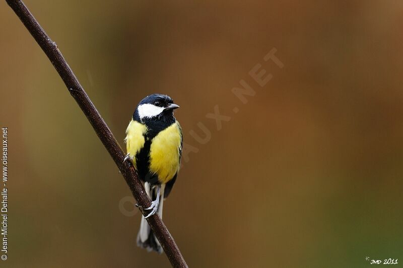 Great Tit