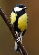 Great Tit