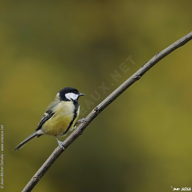 Mésange charbonnière femelle