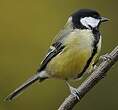 Mésange charbonnière