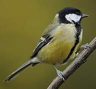 Great Tit