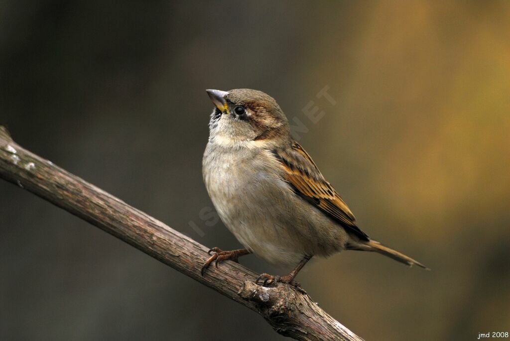 Moineau domestique femelle adulte