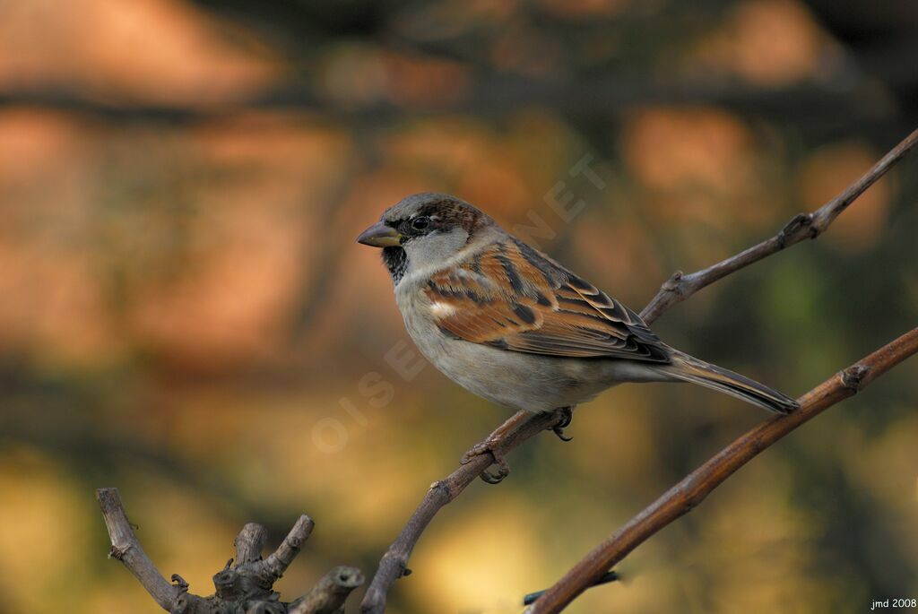 Moineau domestique mâle adulte