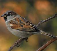 House Sparrow