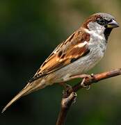 Moineau domestique