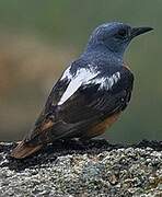 Common Rock Thrush