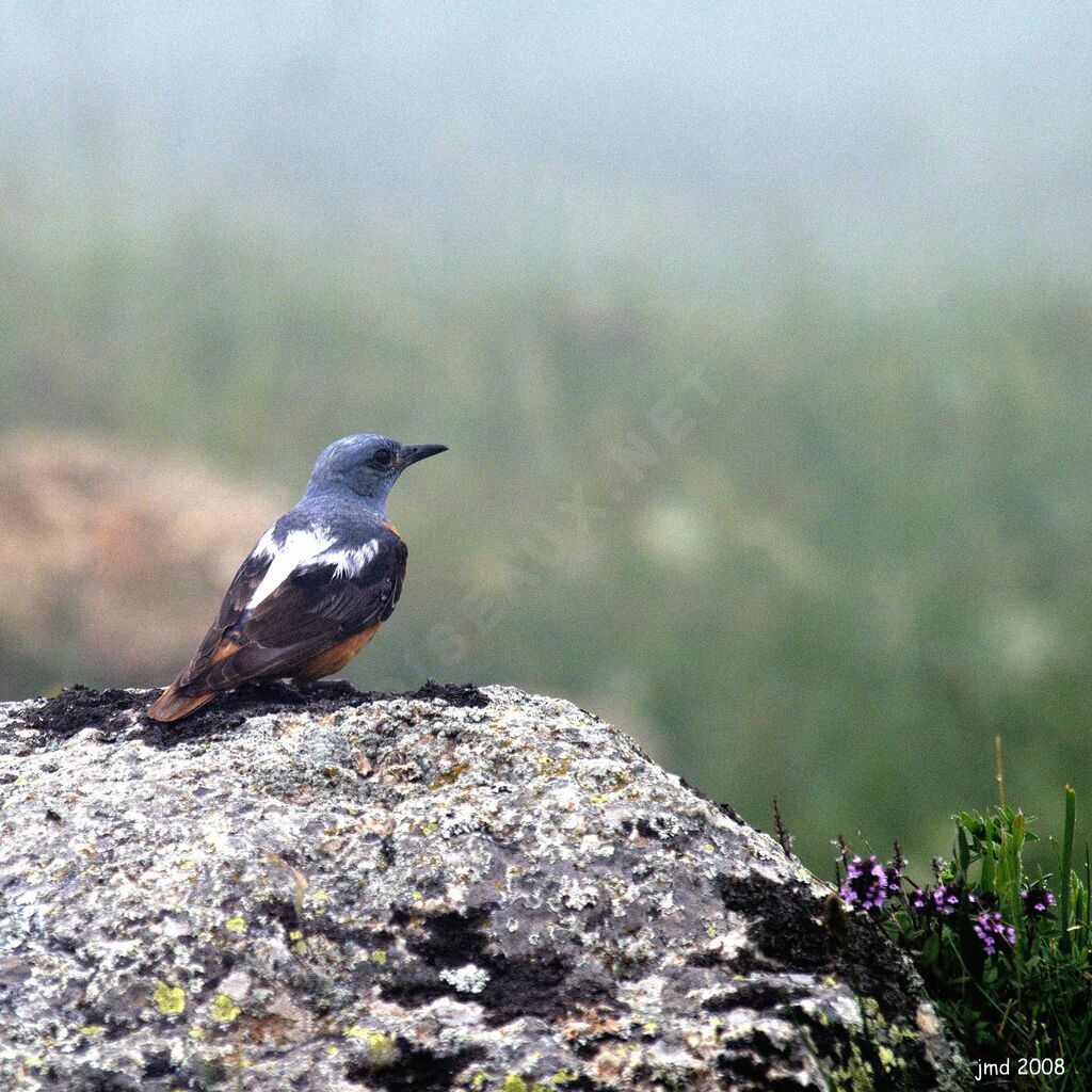 Common Rock Thrush male adult breeding