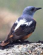 Common Rock Thrush