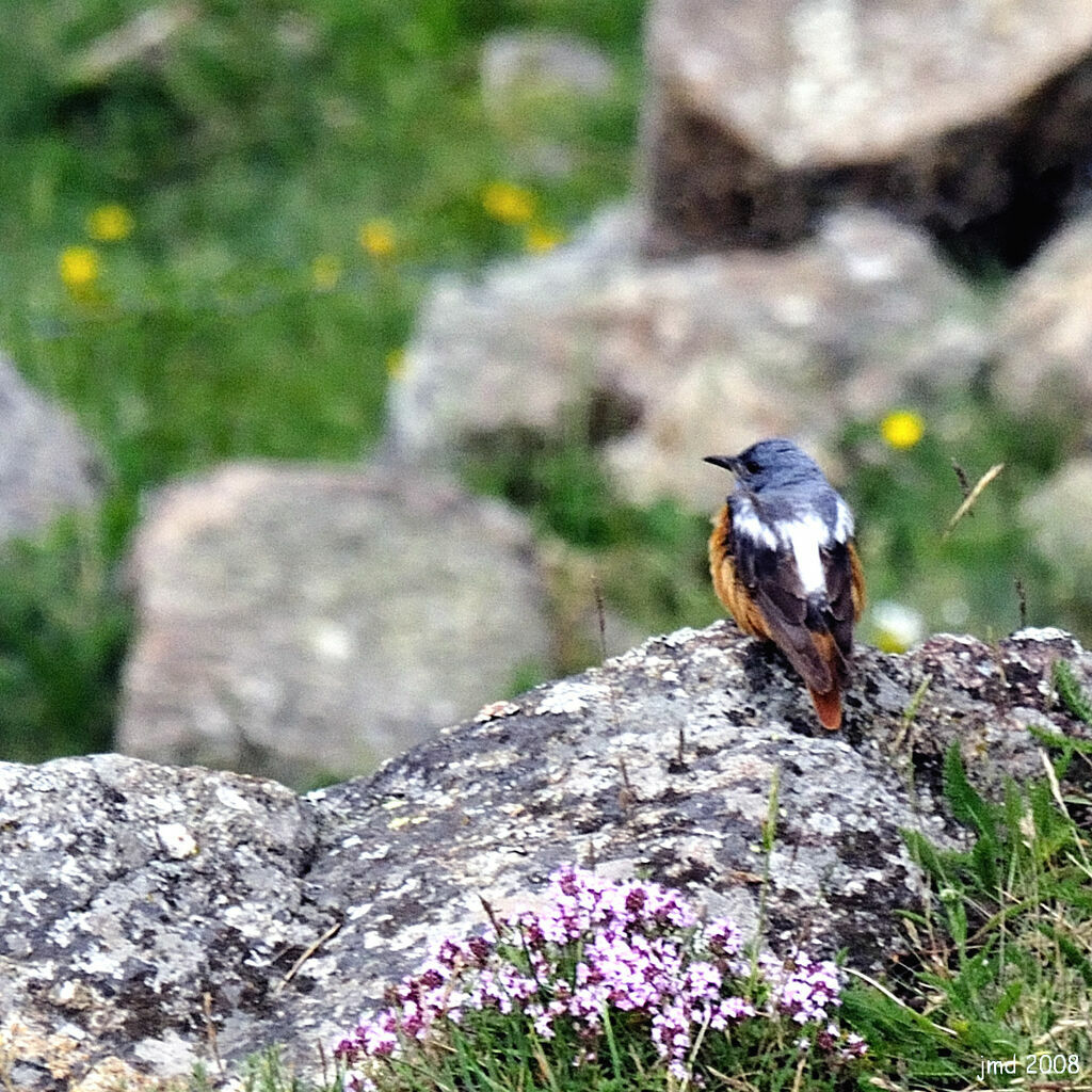 Common Rock Thrush male adult breeding