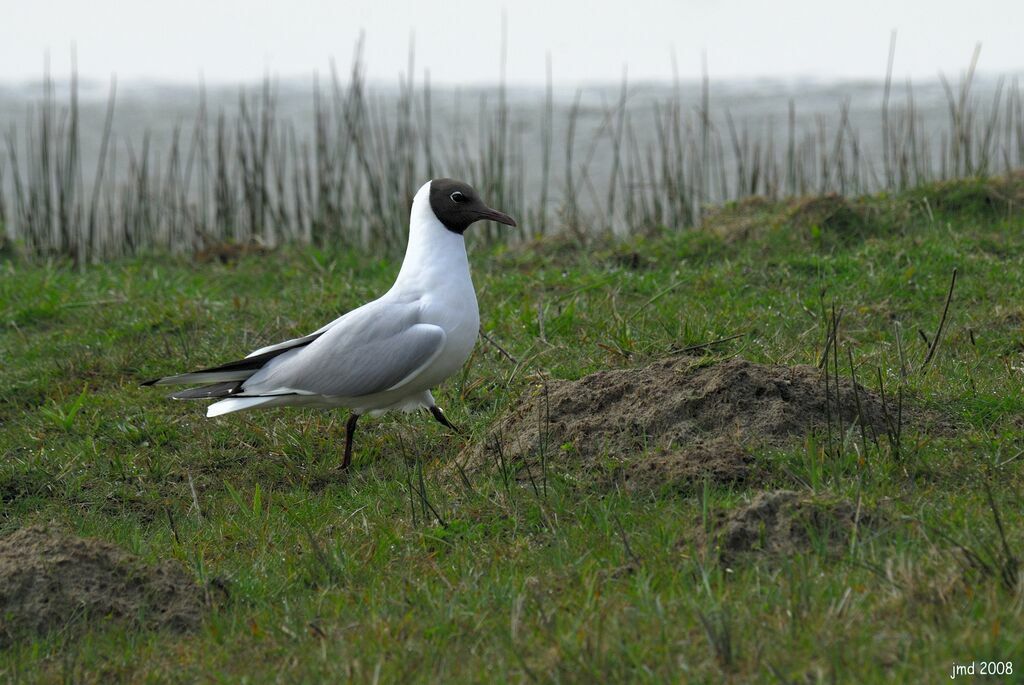 Mouette rieuseadulte