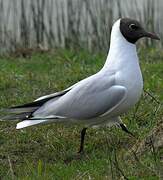 Mouette rieuse