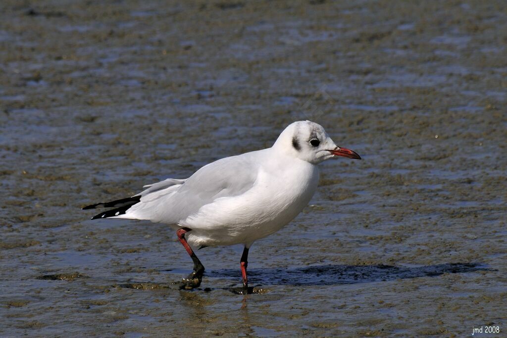 Black-headed Gulladult post breeding