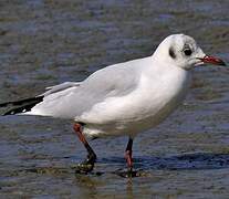 Mouette rieuse